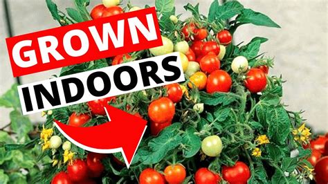 Don’t start your indoor tomato seeds too early, and other Colorado garden resolutions for the new year